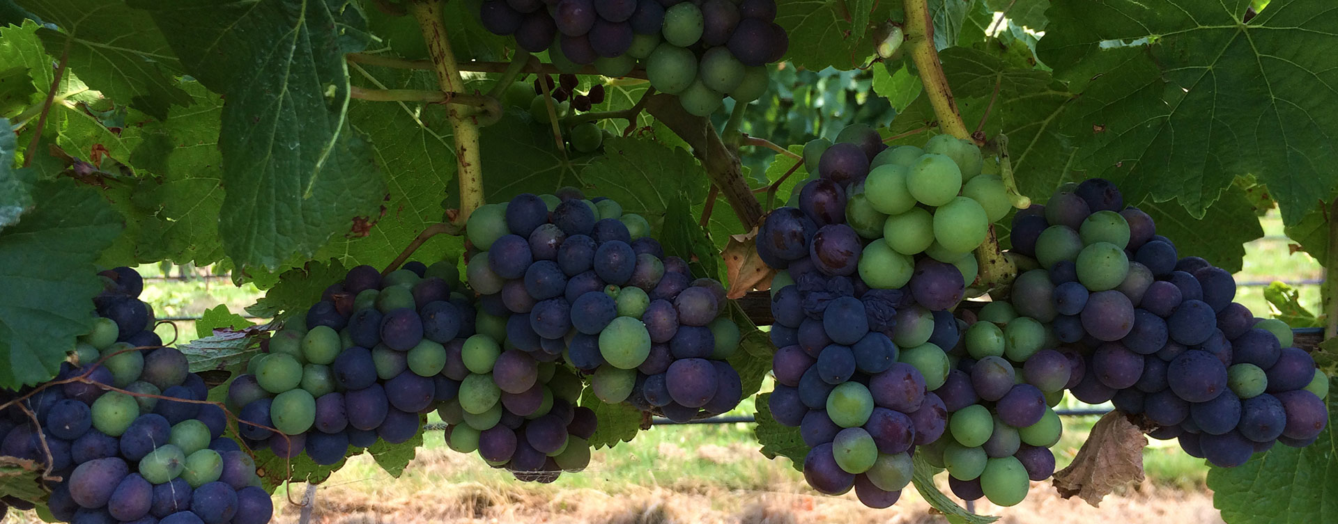 Valleyfield grapes