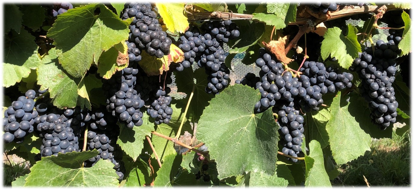 Valleyfield grapes
