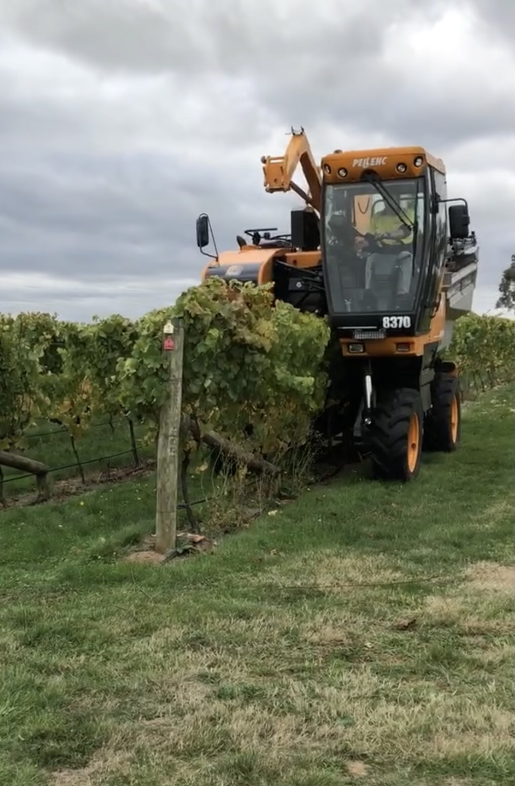 Valleyfield grapes